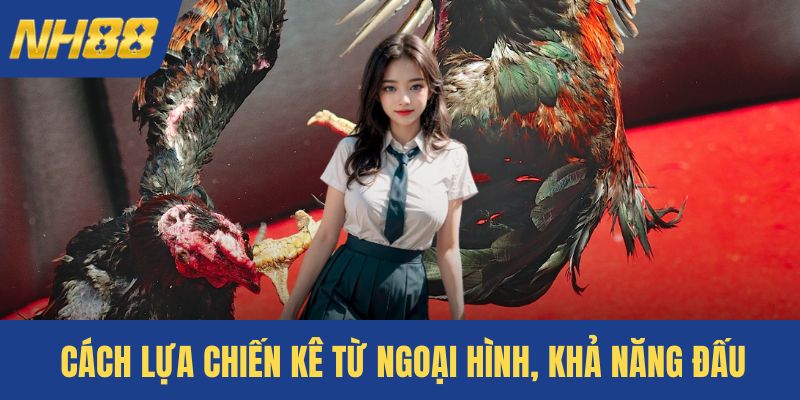 Cách lựa chiến kê từ ngoại hình, khả năng đấu