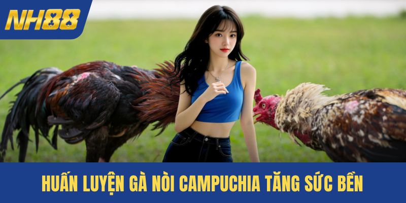Huấn luyện gà nòi campuchia tăng sức bền