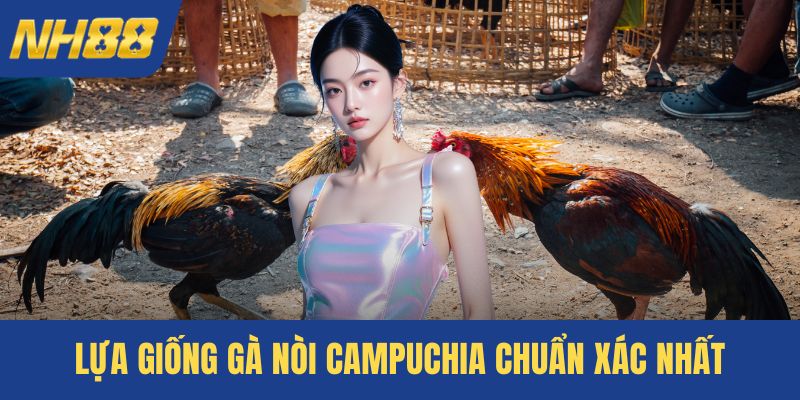 Lựa giống gà nòi Campuchia chuẩn xác nhất