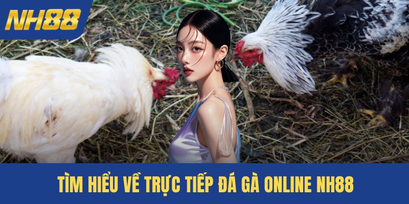 Tìm hiểu về trực tiếp đá gà online NH88